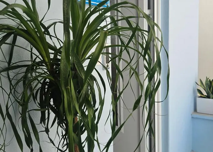 Oasis 007 עיר רודוס